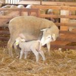 brebis et son agneau